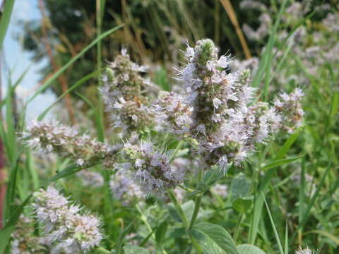 Image of Horse Mint