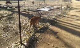 Image of Bushbuck