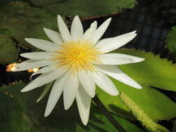 Image of Dotleaf waterlily