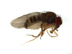 Image of fruit fly