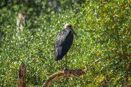 صورة <i>Ciconia microscelis</i>