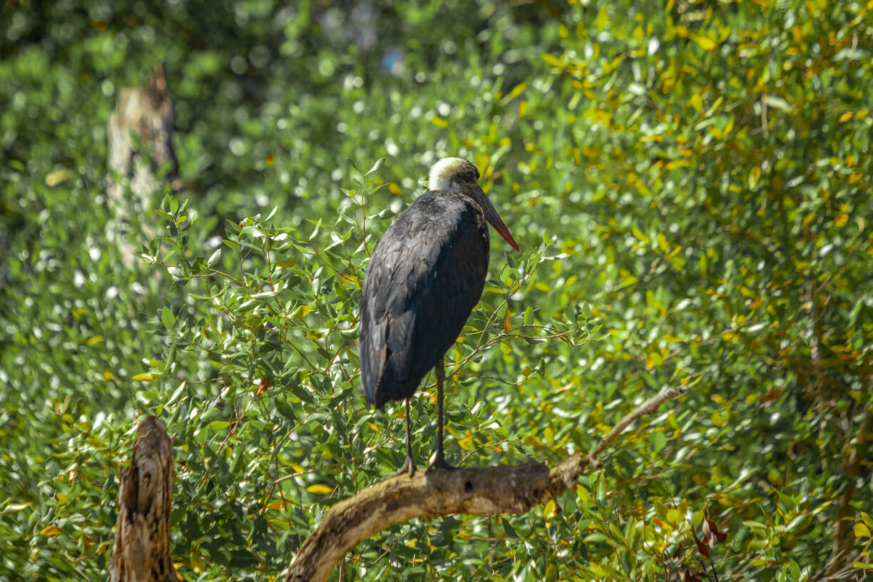 Image of African Woolly-necked Stork