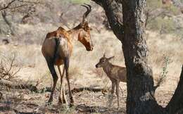 Image of Alcelaphus buselaphus caama