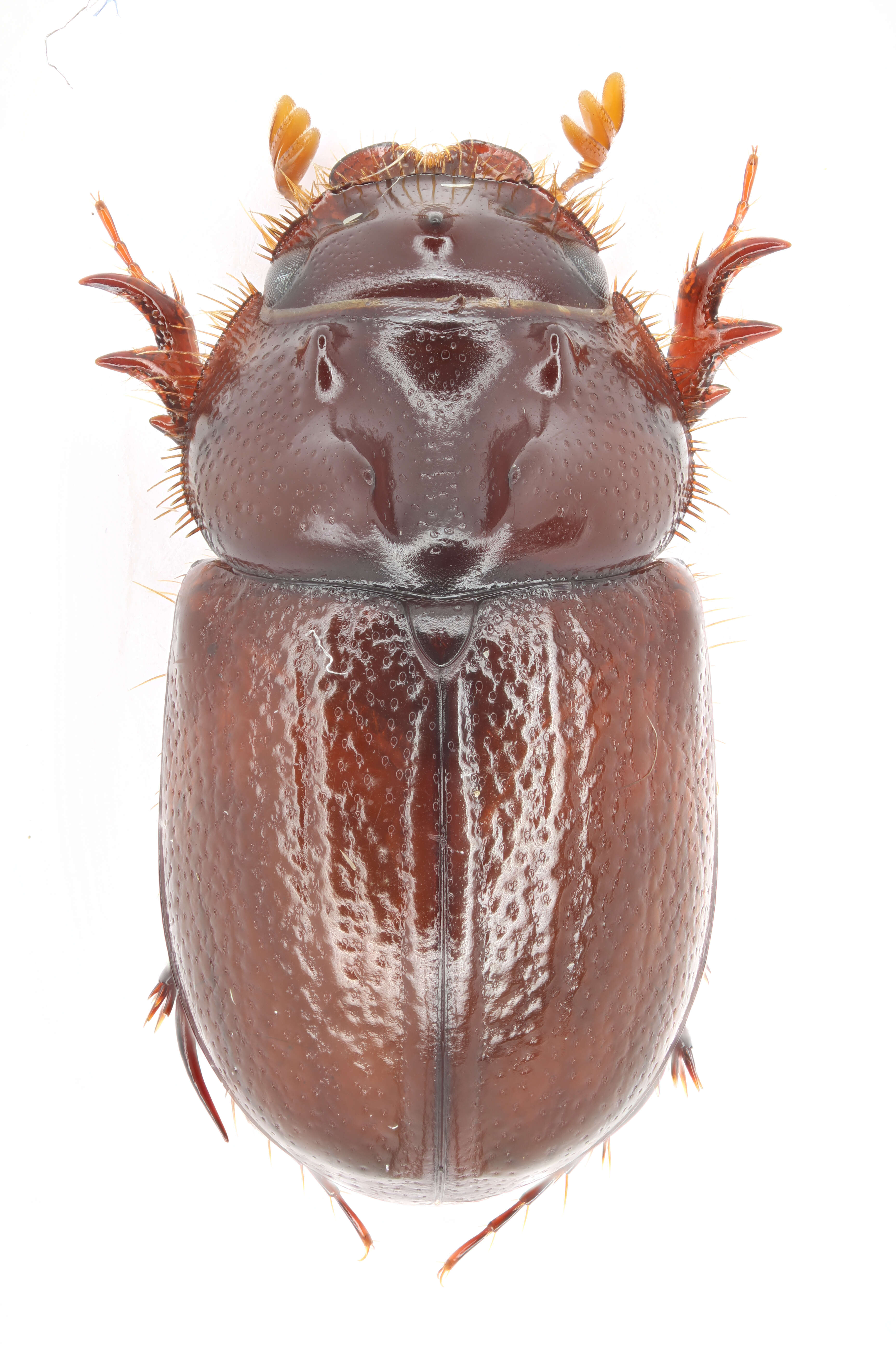 Image of Orphninae