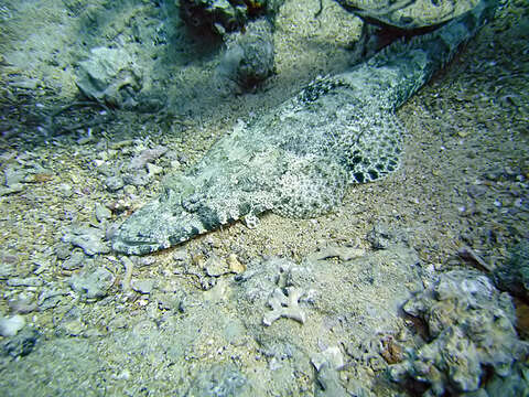 Image of Crocodile flathead