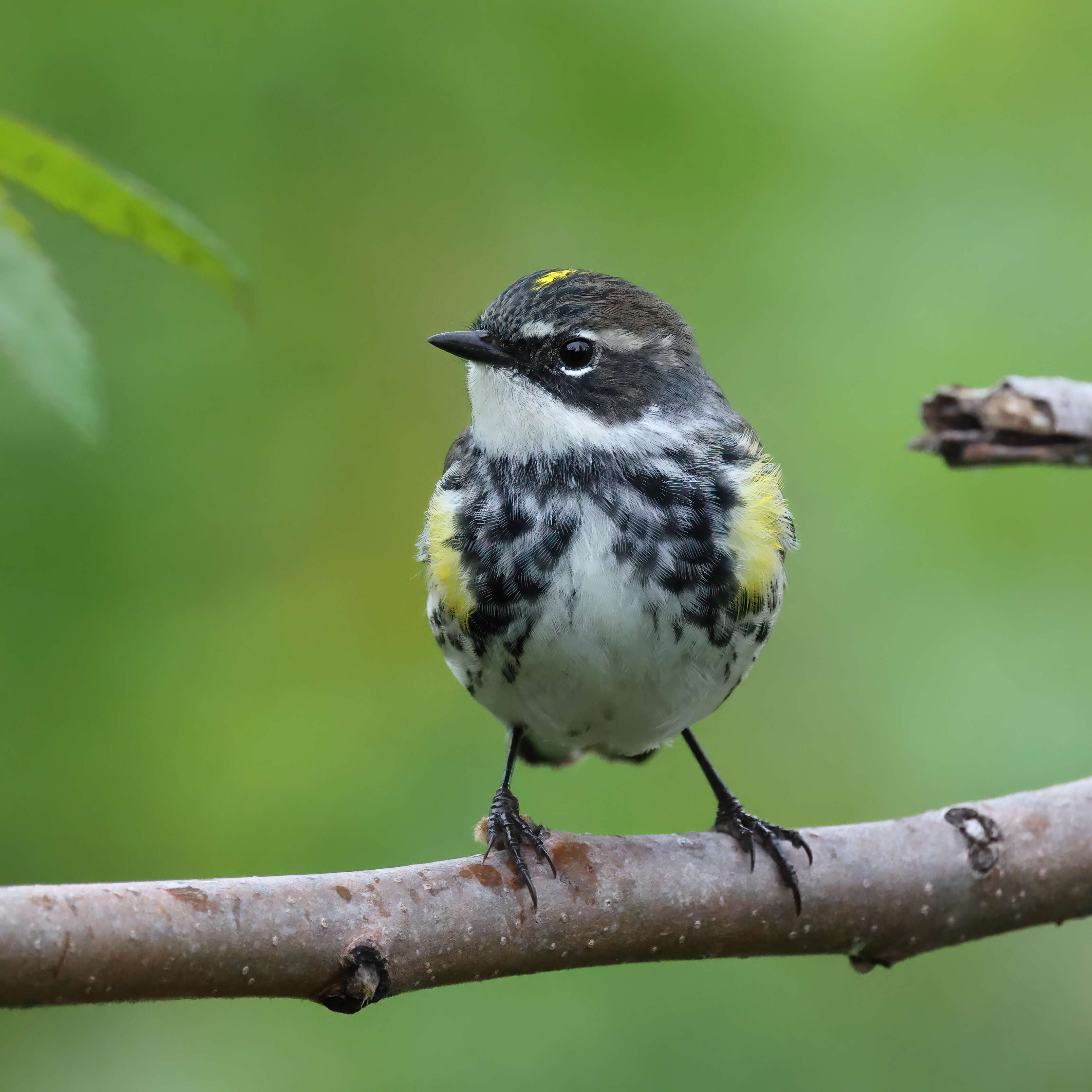 Image of Myrtle Warbler