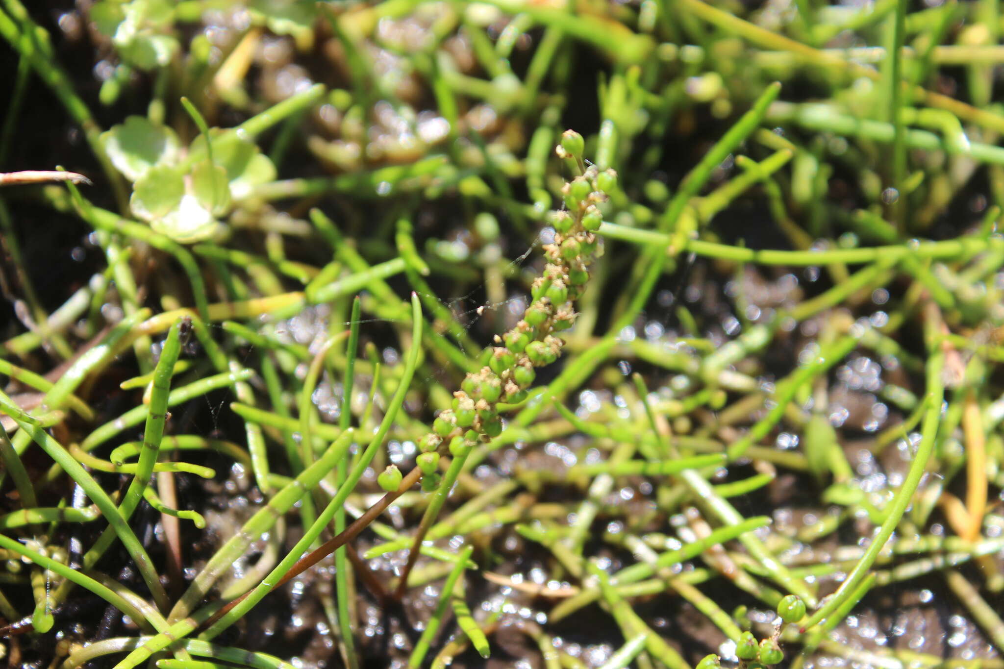 Image of three-rib arrowgrass