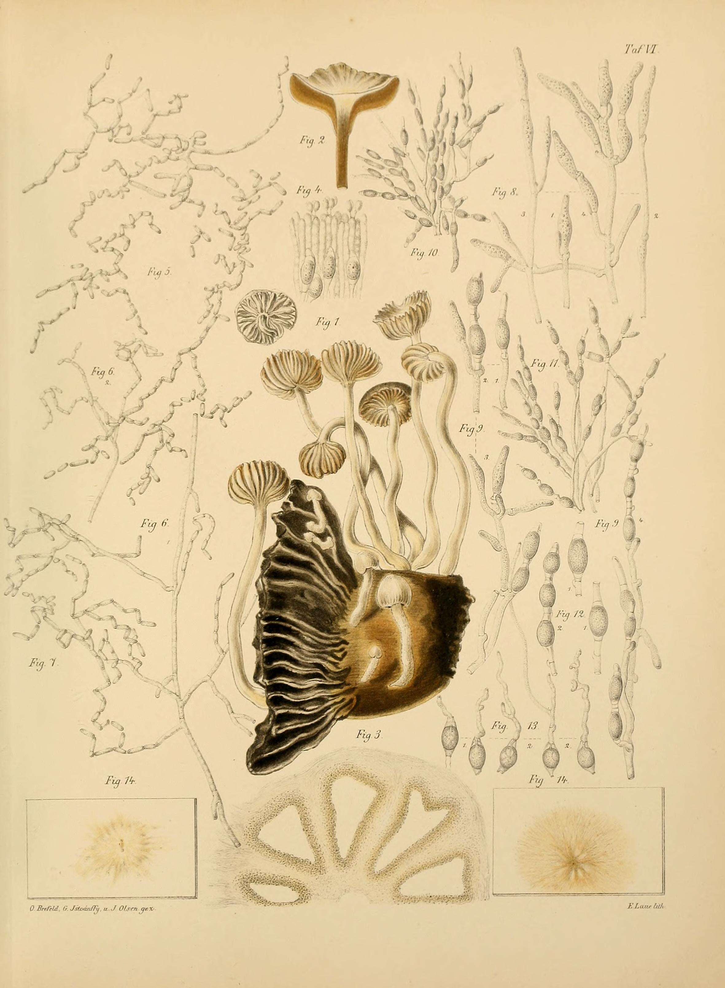 Asterophora parasitica (Bull.) Singer 1951 resmi