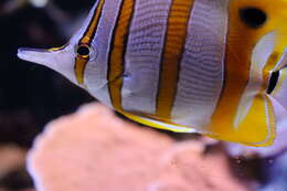 Image of Banded Longsnout Butterflyfish