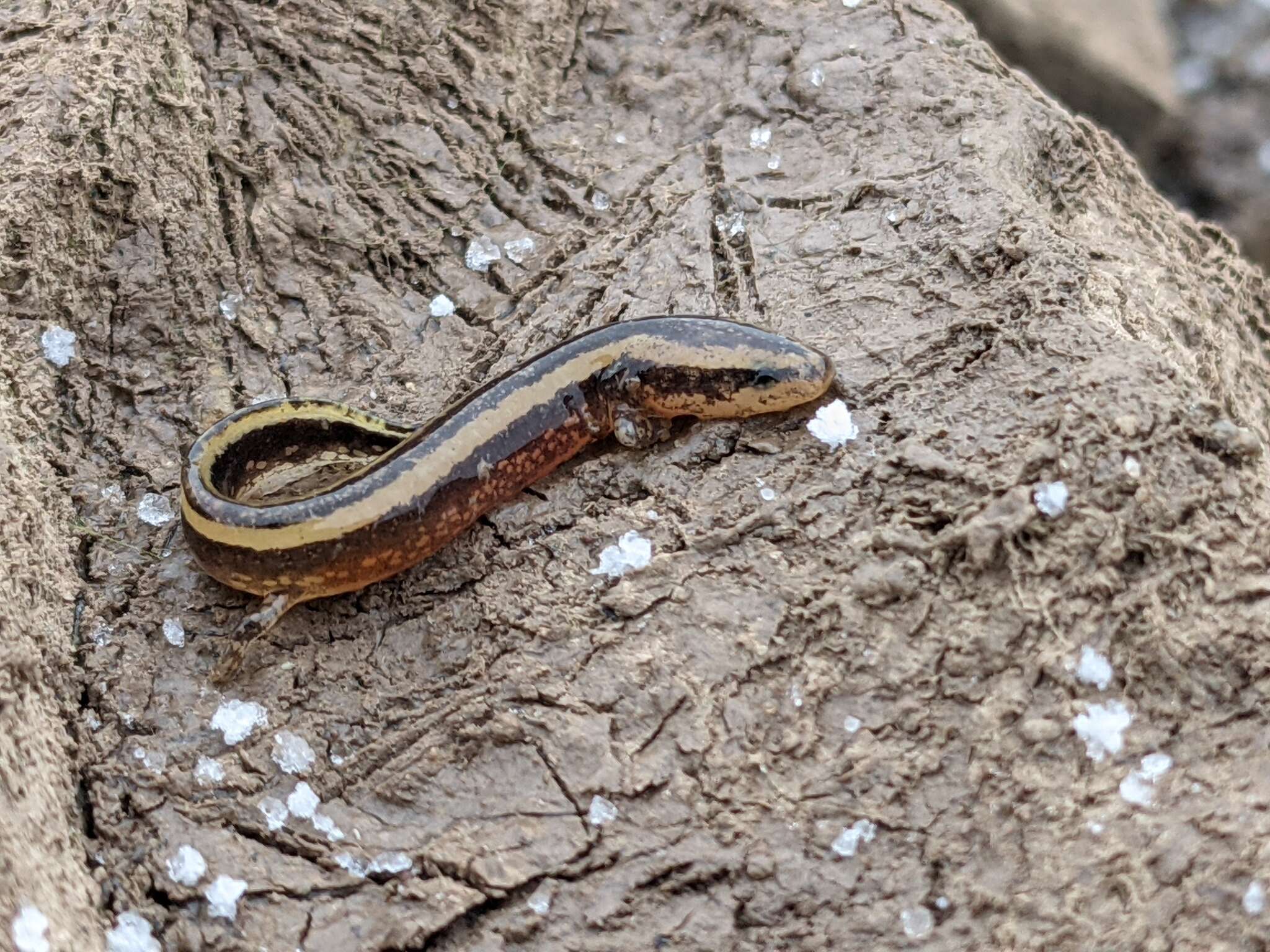 Image of Common mudpuppy