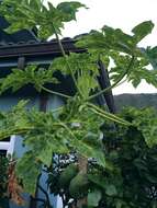 Image of Papaya ringspot virus