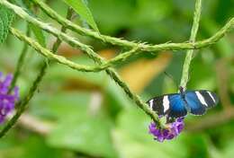 Heliconius sara Fabricius 1793的圖片