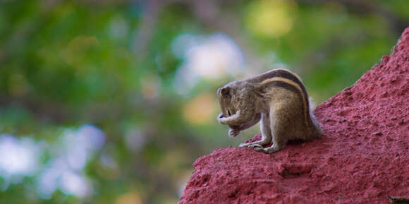 Image of Indian palm squirrel