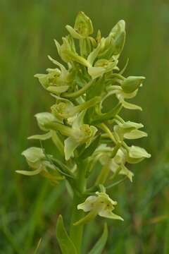 Слика од Platanthera algeriensis Batt. & Trab.