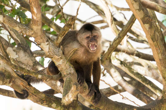 Image of Weeper Capuchin