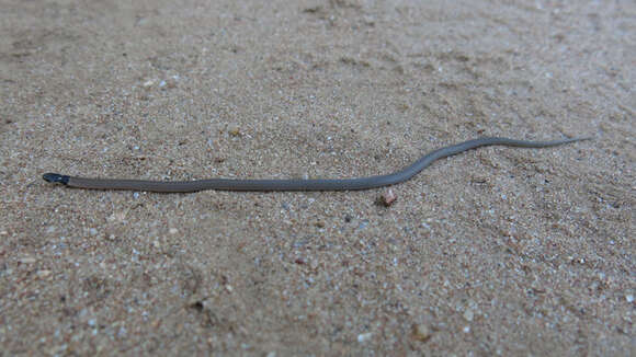 Image of Black-headed Centipede Eater