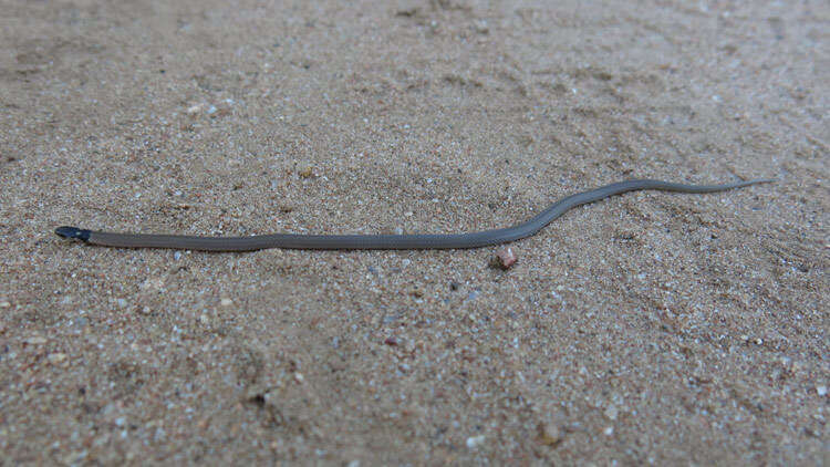 Image of Black-headed Centipede Eater