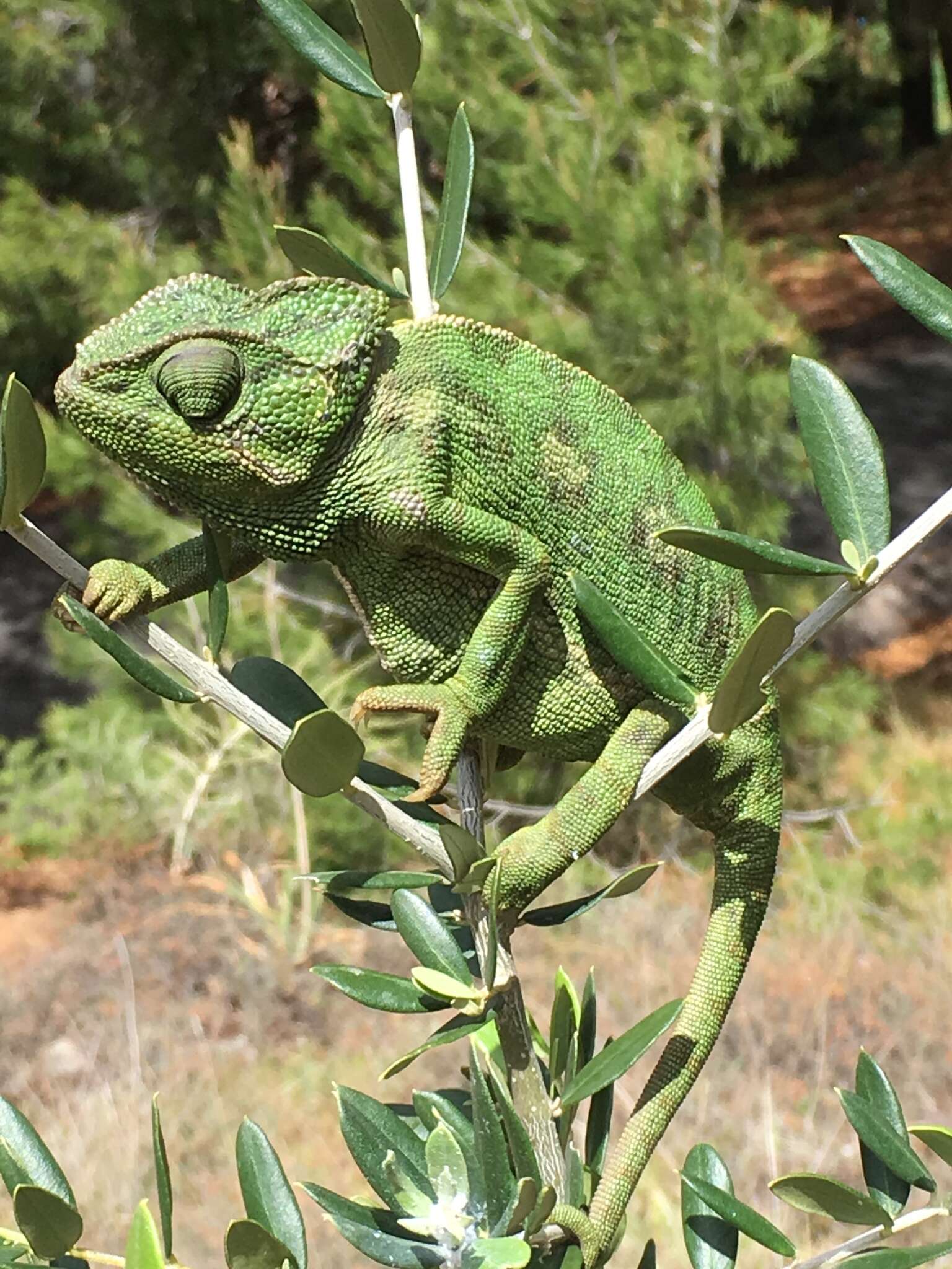 Image de Caméléon commun