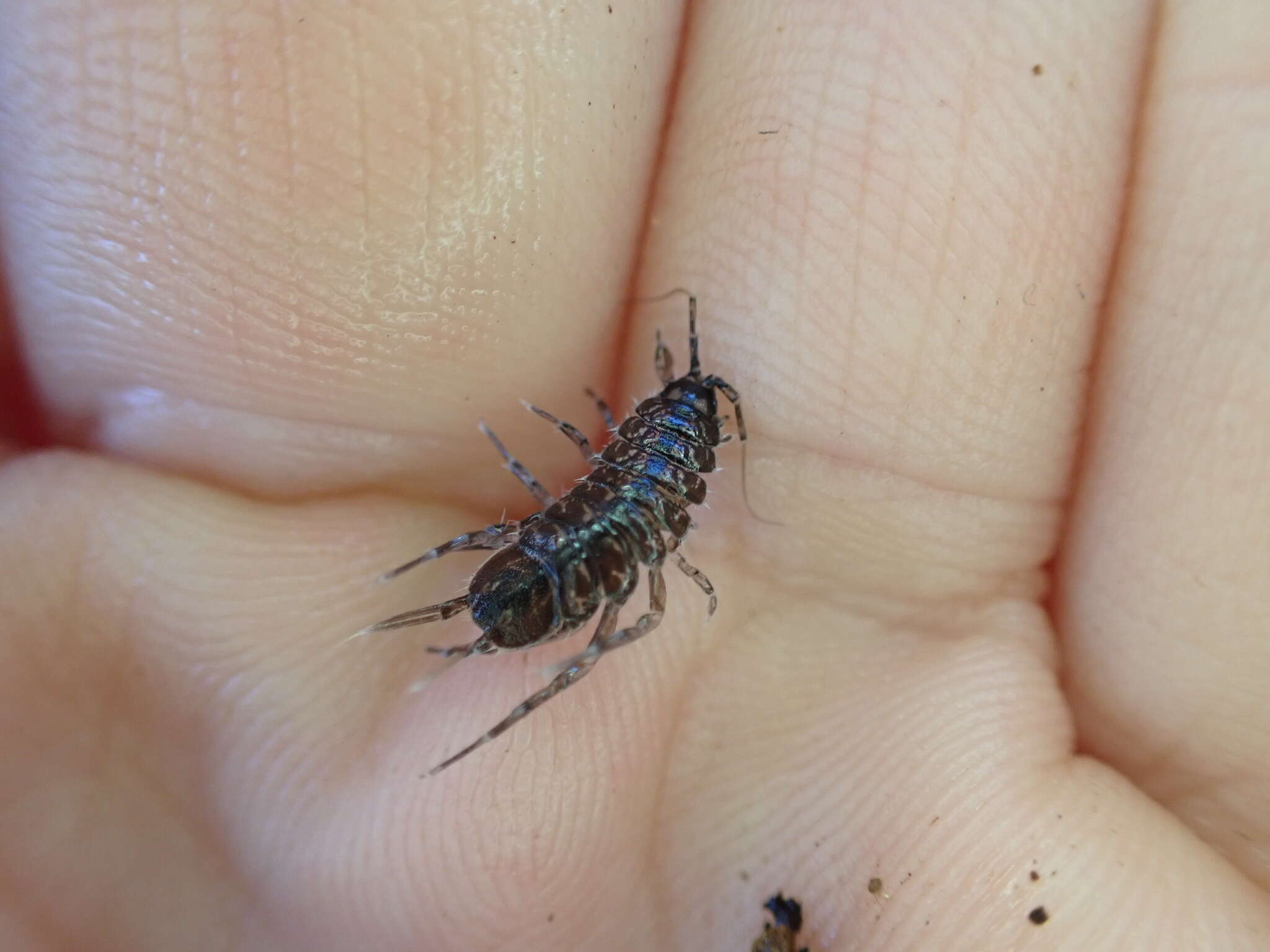 Image of Asellus aquaticus