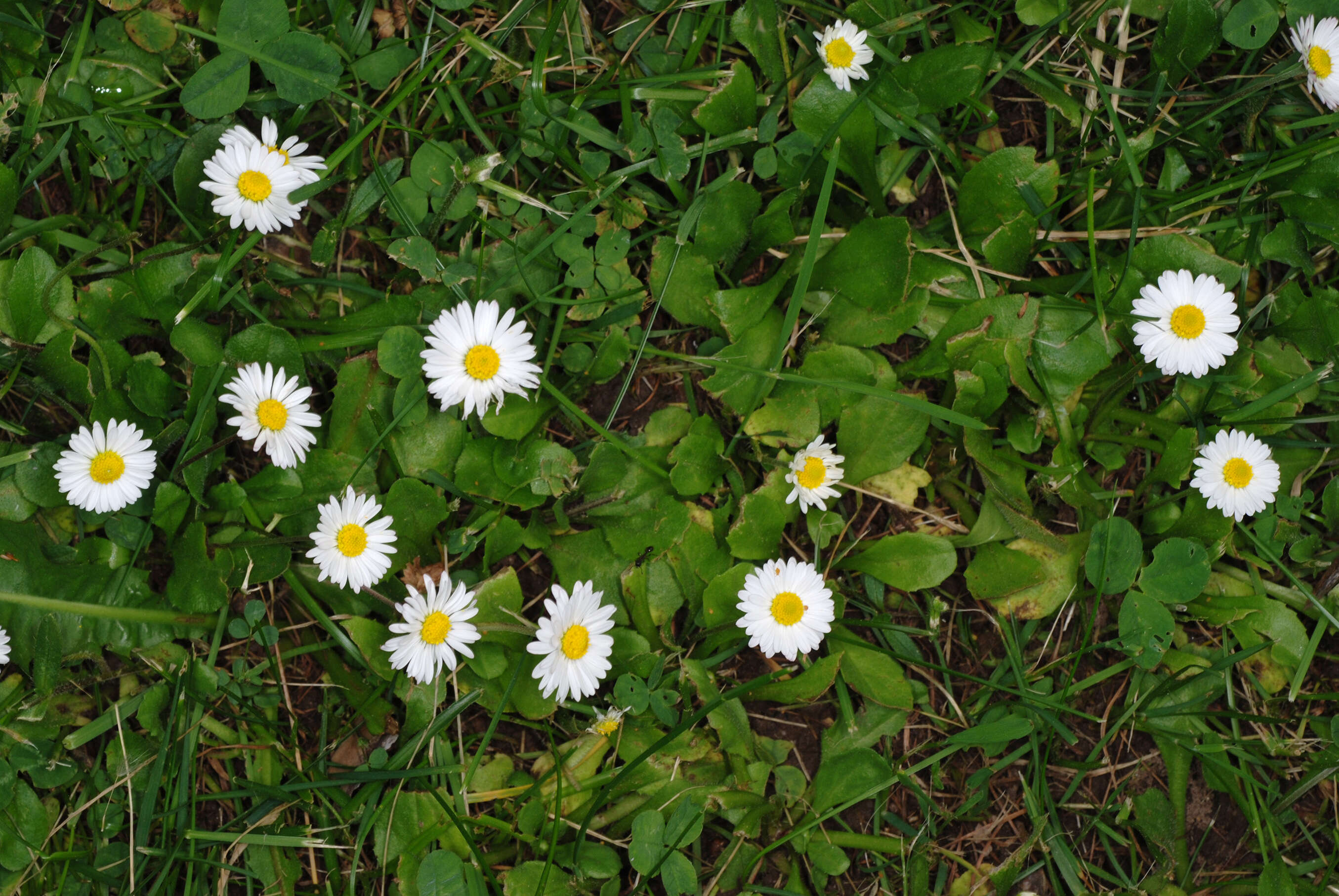 Image of Daisy