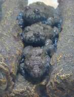 Image of Appenine Yellow-bellied Toad
