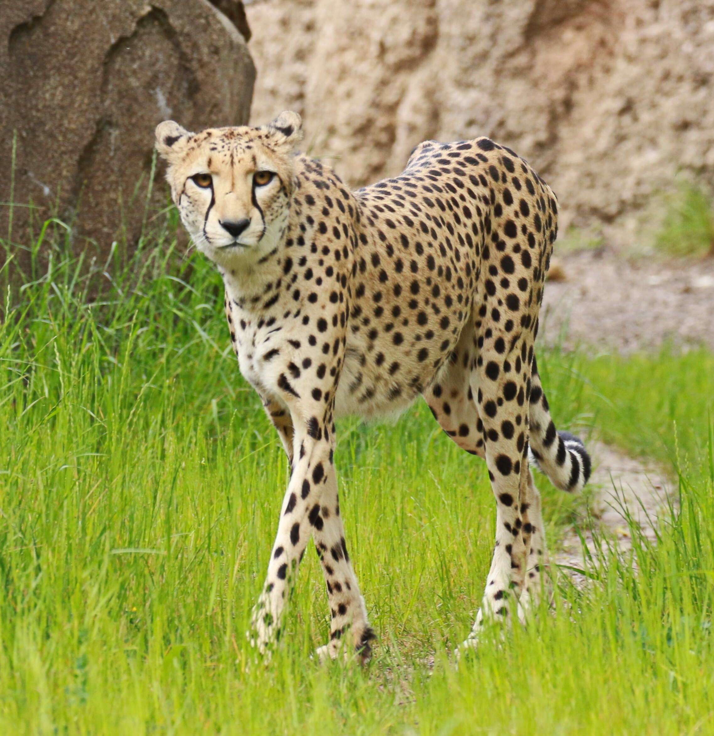 Image of Namibian cheetah