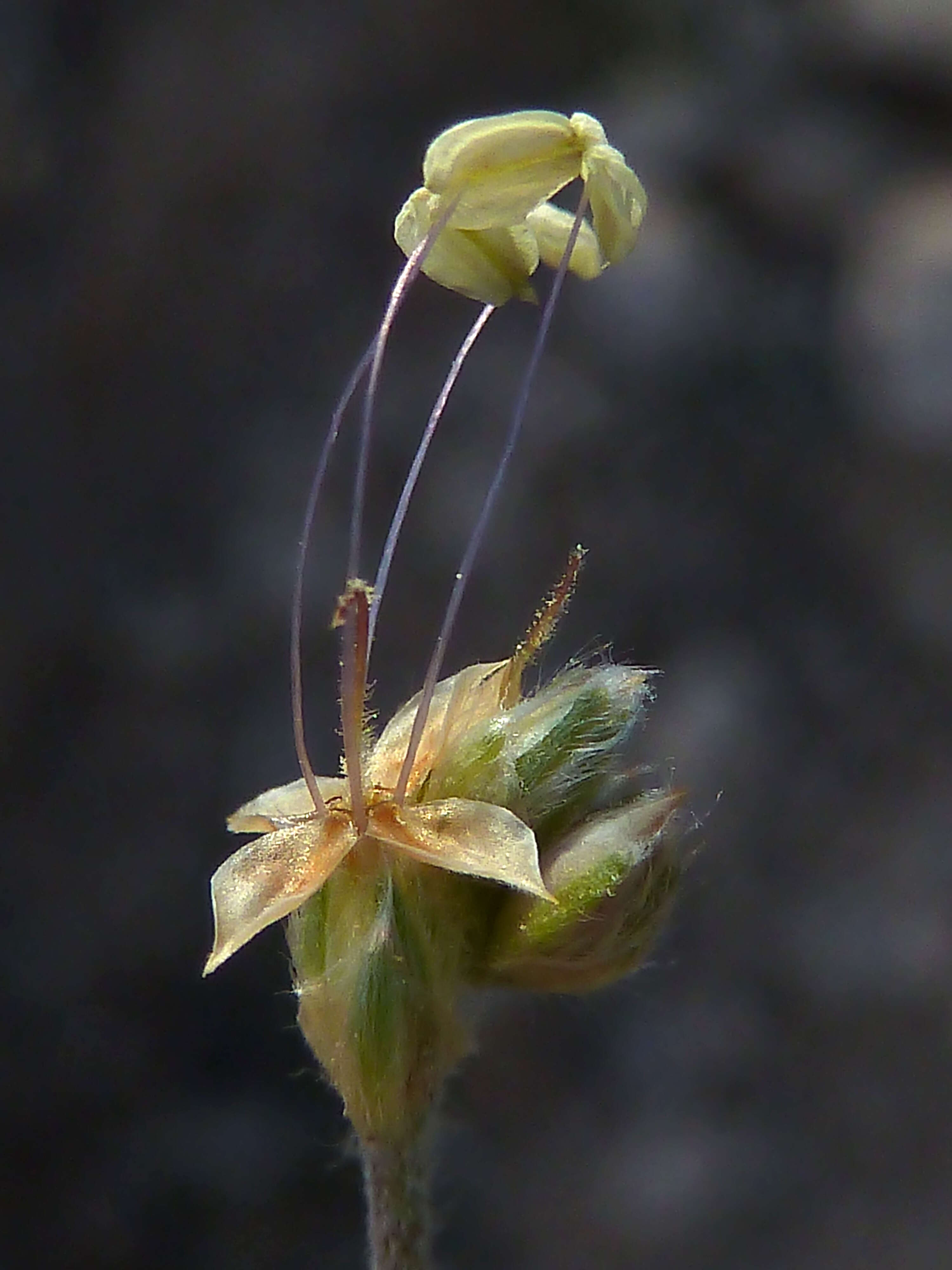 Plantago albicans L. resmi