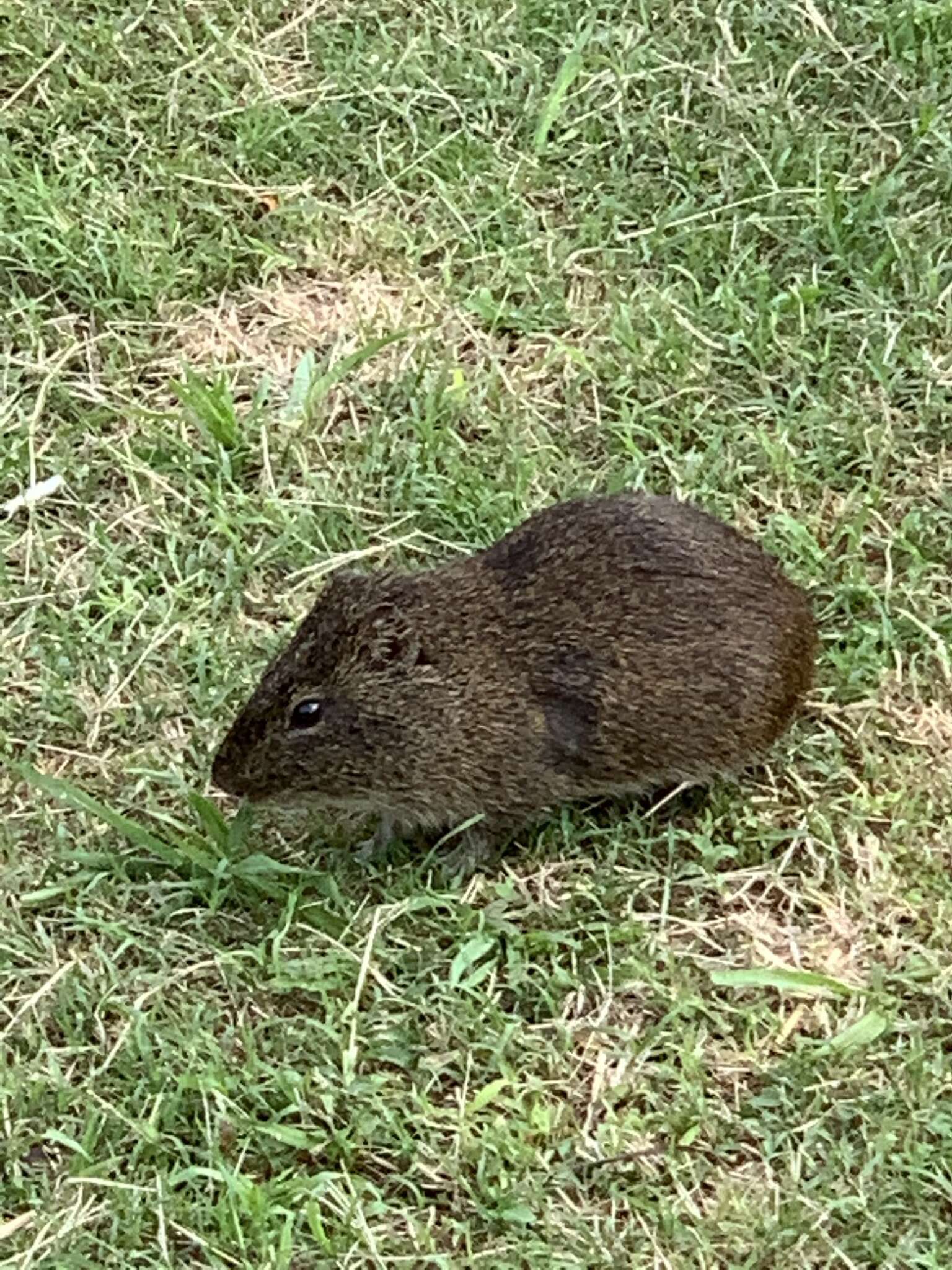 Image of Brazilian Guinea Pig