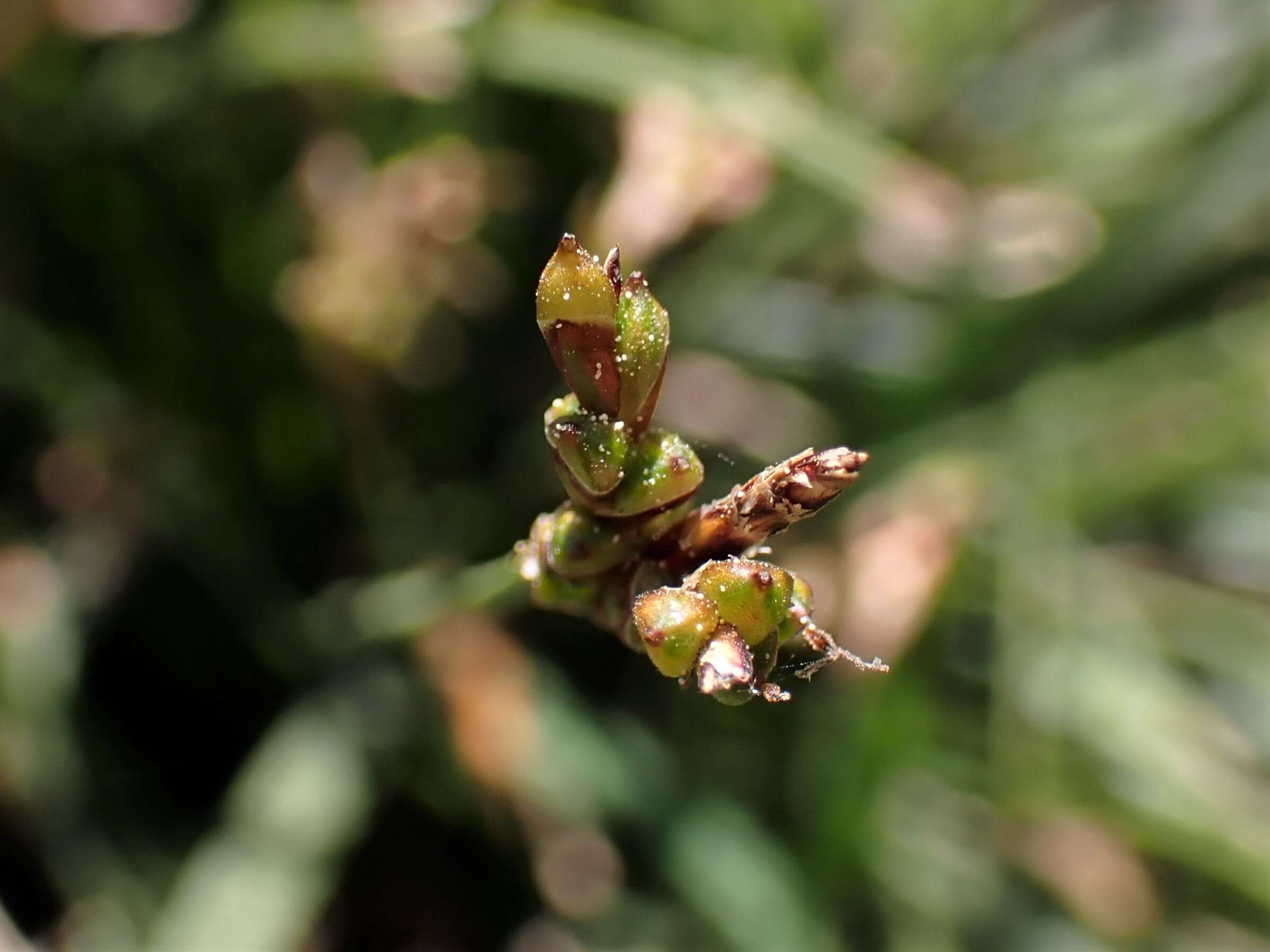 Image of Carex ornithopoda Willd.