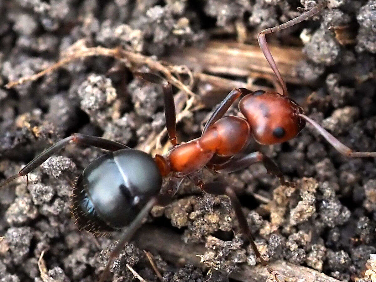 Image of Allegheny Mound Ant