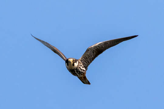 Image of Eurasian Hobby