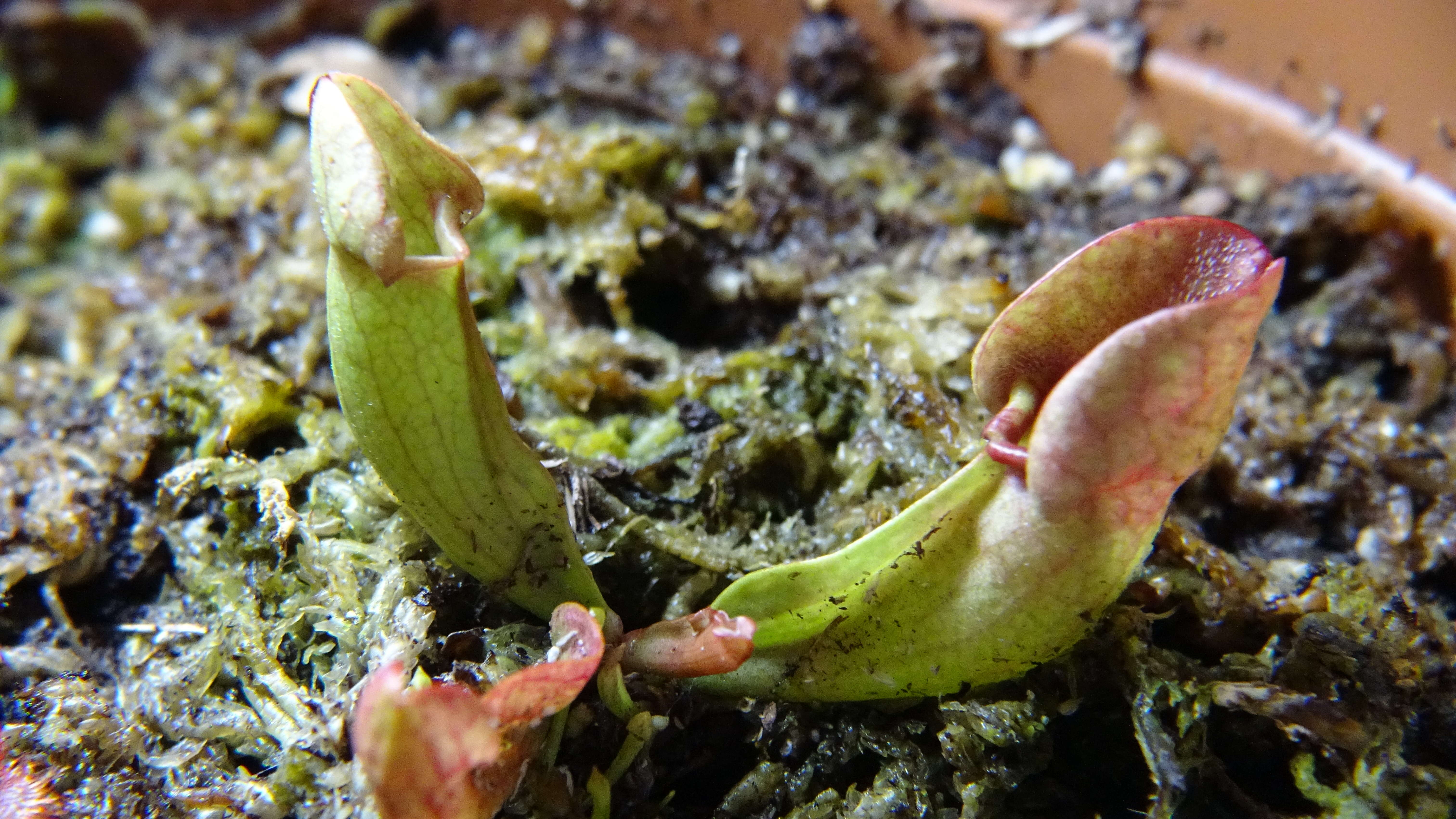 Image of purple pitcherplant