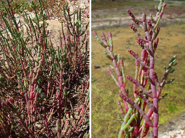 Image of Shrubby Glasswort