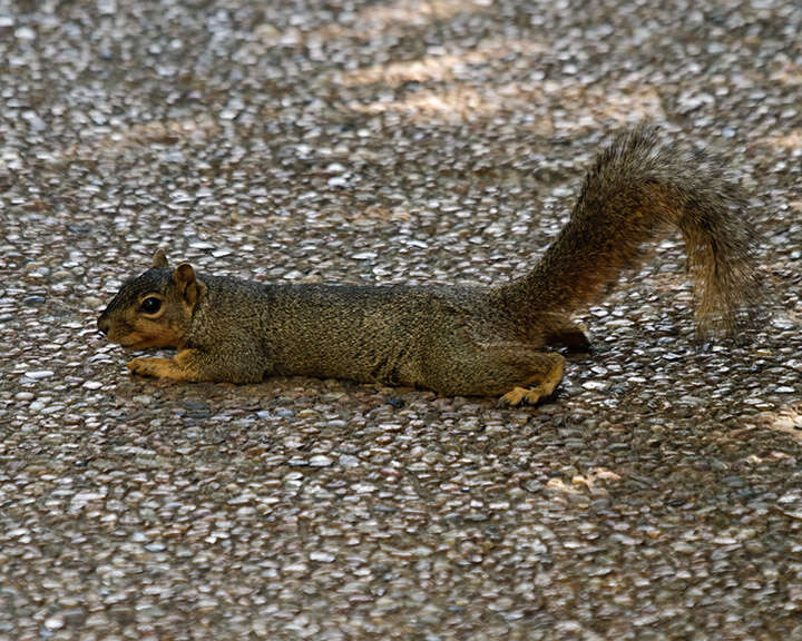 Image of Sciurus subgen. Sciurus Linnaeus 1758