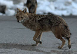 Image of Indian jackal