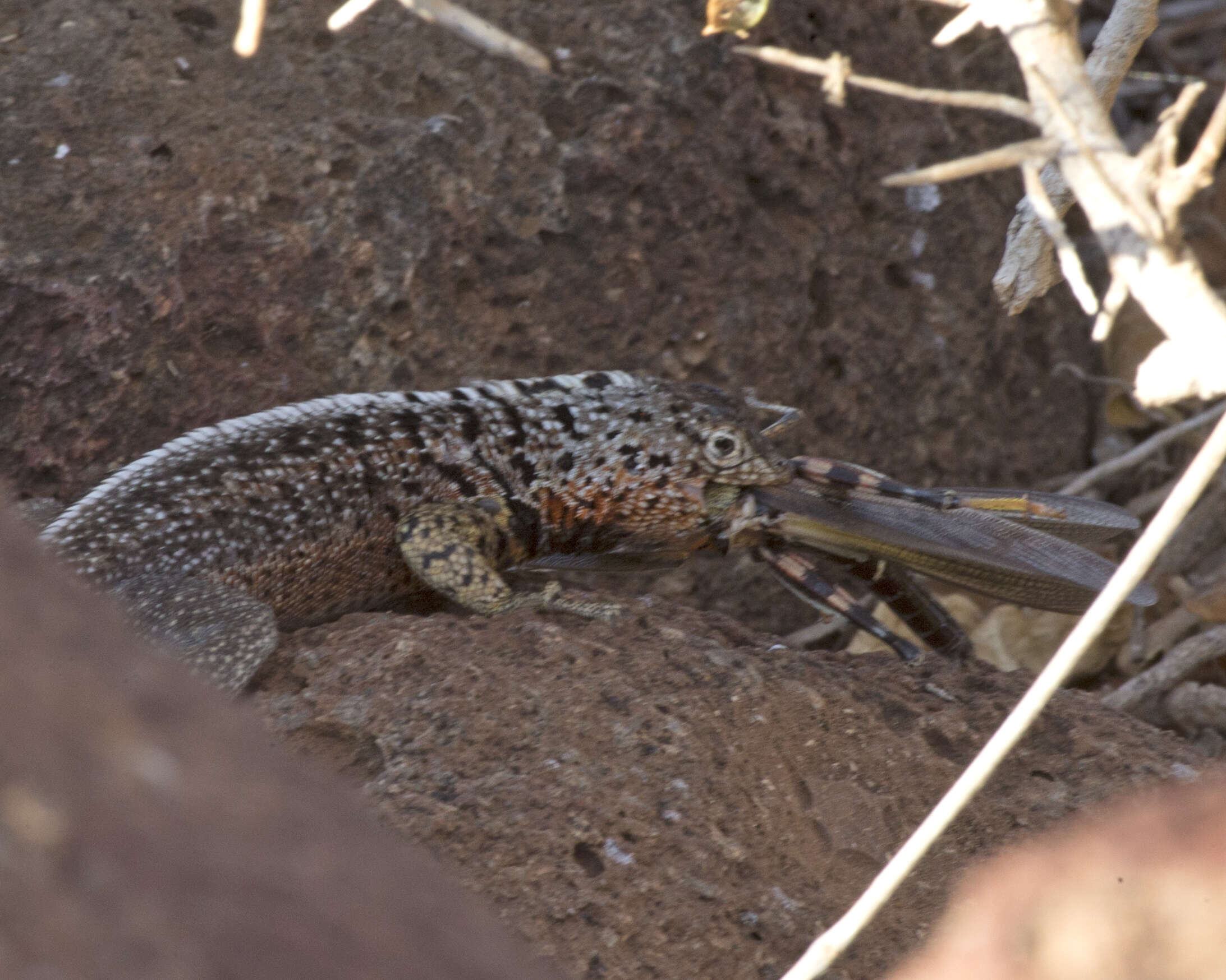 Image of Galapagos Lava Lizard