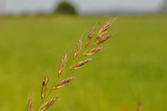 Image of Italian Rye Grass