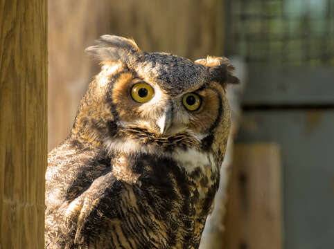 Image of Great Horned Owl