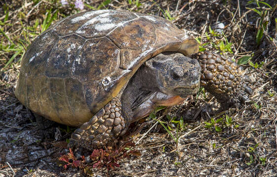 Image of (Florida) Gopher Tortoise