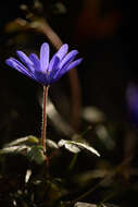 Image of Balkan Anemone