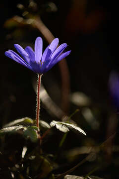 Image of Balkan Anemone