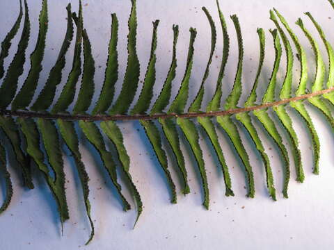 Image of Asian sword fern