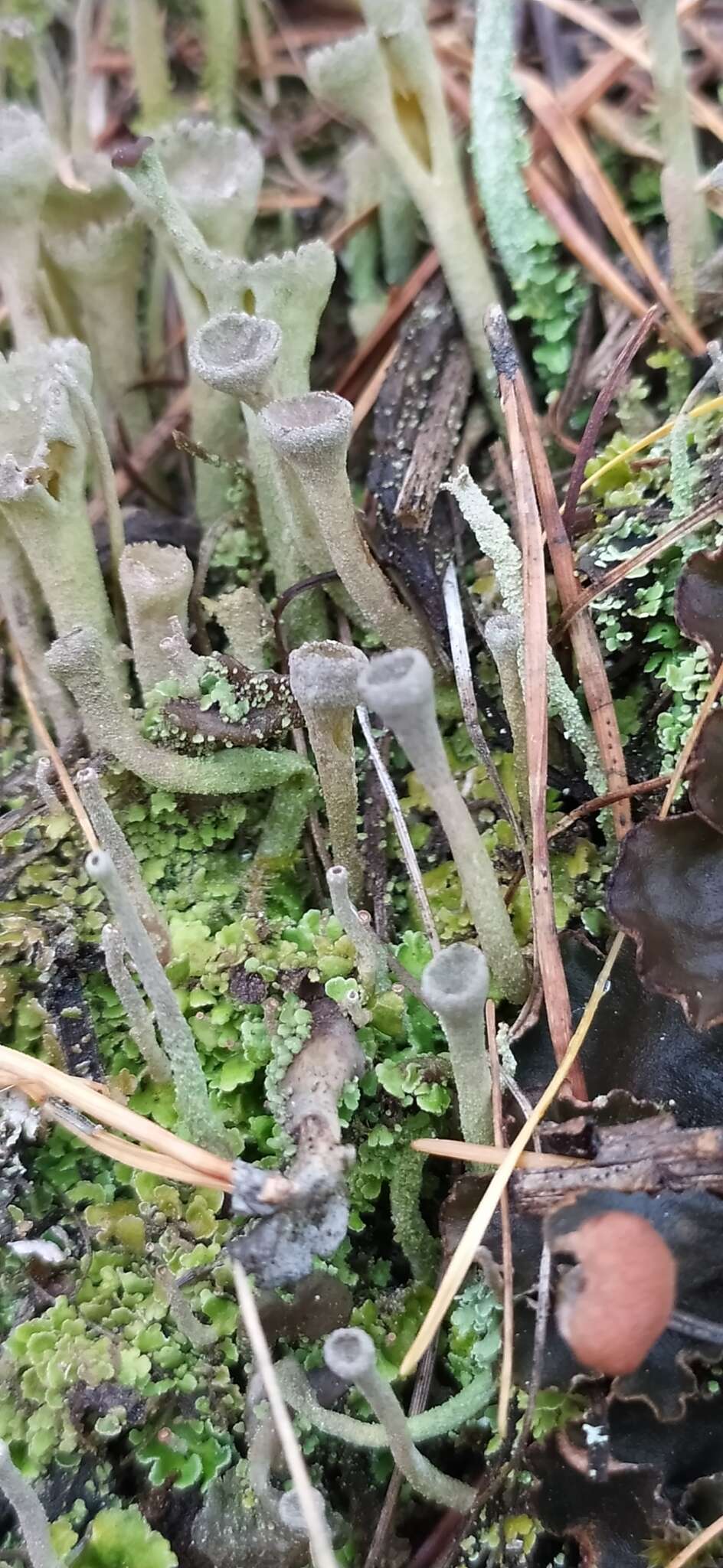 Image of cup lichen