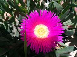 Image of Carpobrotus acinaciformis (L.) L. Bol.