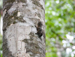 Image of Sulawesi tree squirrel