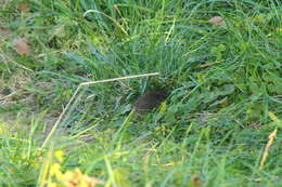 Image of Brazilian Guinea Pig