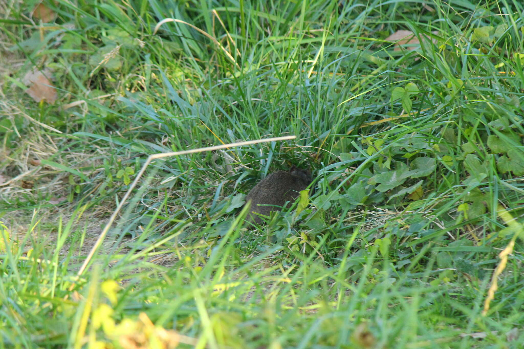 Image of Brazilian Guinea Pig