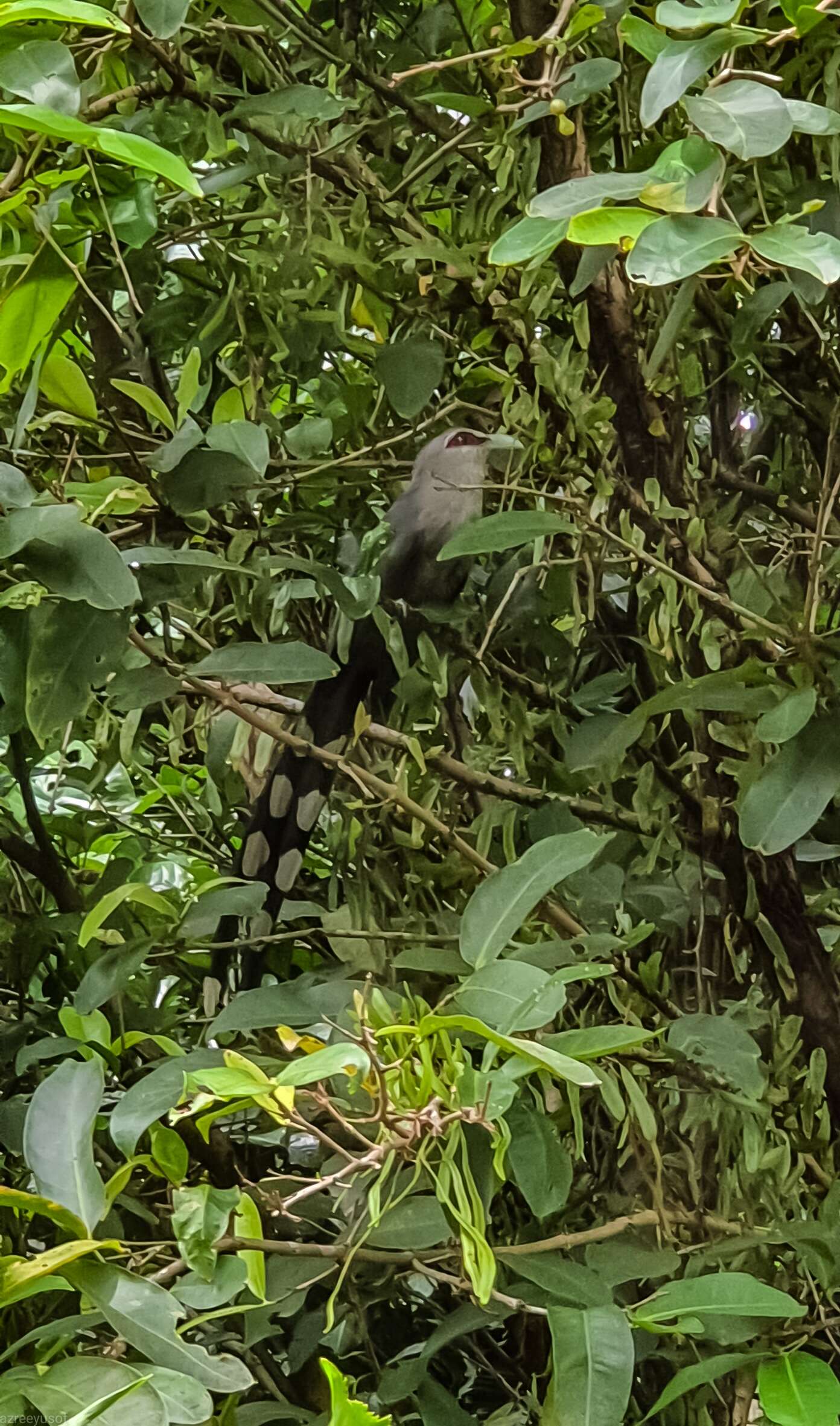 Image of Green-billed Malkoha