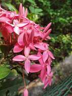 Image of ixora