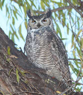 Image of Great Horned Owl